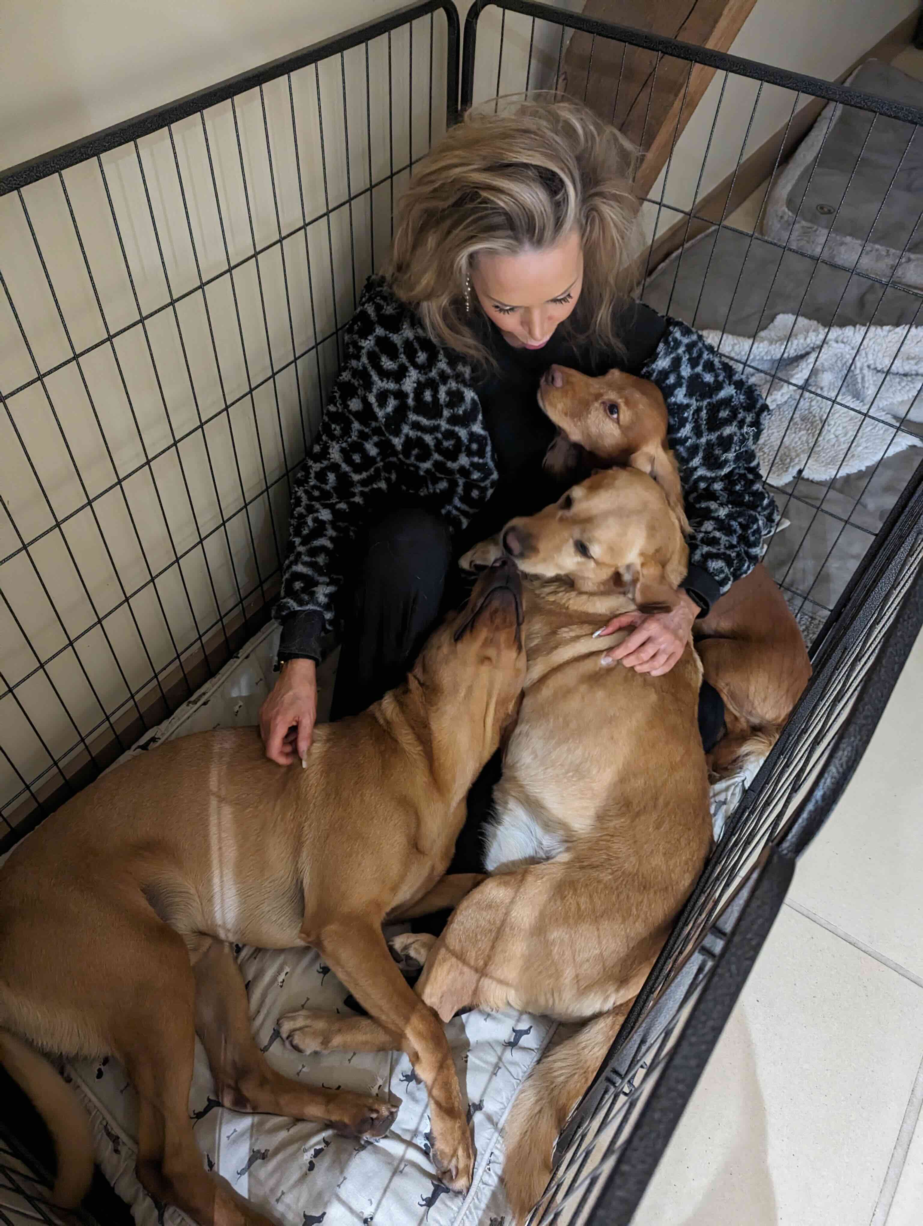 Dogs